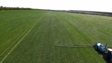İnsansız hava aracı Güzel Doğal Buğday Tarlası üzerinde uçuyor. Güzel yeşil alan. Yeşil buğday sapları. Yeşil buğday tarlası. Genç yeşil buğdaydan sulu taze kulaklar