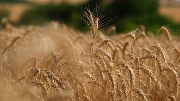 农民麦田 日落时的金黄麦穗 在肥沃的土地上收割 金色的麦田在肥沃的土地上收割 阳光下的麦穗 农民肥沃的土地 农业概念 — 图库视频影像