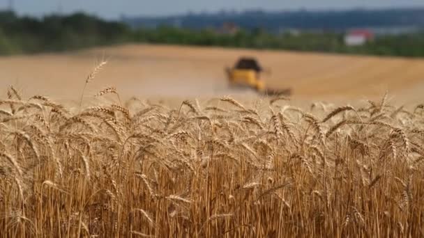 農家の小麦畑 日没時に黄金の小麦の耳 肥沃な土壌で収穫する 黄金の小麦畑 肥沃な土壌で収穫する 太陽の下で小麦の耳 肥沃な農地だ 農業の概念 — ストック動画