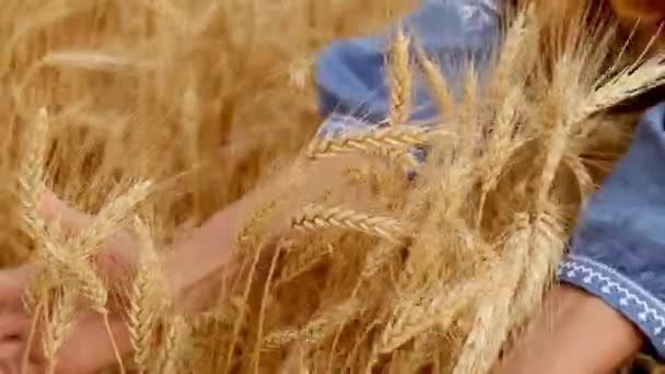 女性的手紧握着农田里的小麦茎 乌克兰农民在高山奇景的背景下 走近成熟谷粒田里的手指 — 图库视频影像