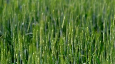 Genç yeşil buğday kulakları. Buğday tarlası ekmek için yetişiyor. Geleneksel tarım. Gün batımında tarlada buğday kulakları. Olgunlaşmış çayır buğday tarlaları. Güzel Doğa, Kırsal Manzara.