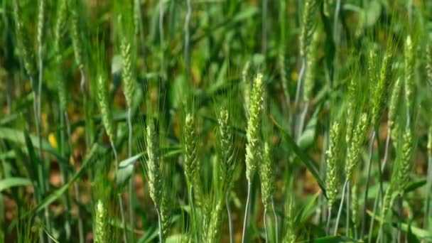 Olgunlaşmış Çayır Buğday Tarlaları Zengin Hasat Konsepti Yavaş Çekim Buğday — Stok video