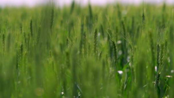 Zrznoucí Sluch Lučního Pšeničného Pole Koncept Bohaté Sklizně Zpomalené Pšeničné — Stock video