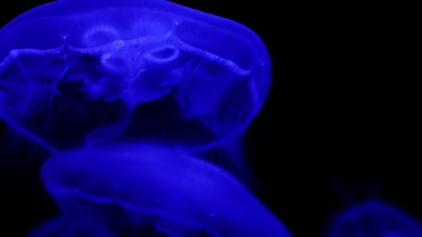 Primer Plano Las Medusas Grasa Gelatina Medusas Grasa Azul Mosaico — Vídeos de Stock