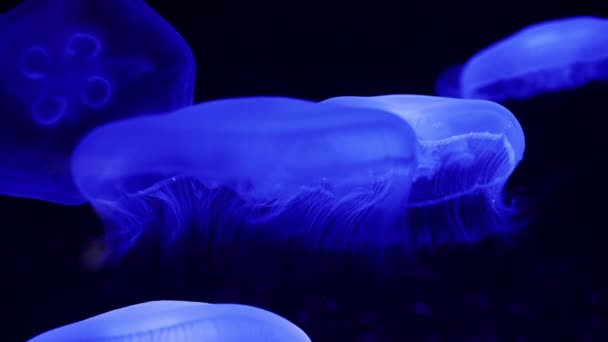 Modrá Medúza Plavající Hlubokém Oceánu Vystřelená Strany Můžete Vidět Vylepšené — Stock video
