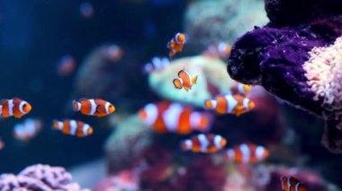 Pair of swimming clownfish in the anemone, colorful healthy coral reef. Couple of Anemonefish underwater. Underwater video from scuba diving on reef. Marine life. Nemo, tropical fish and corals.