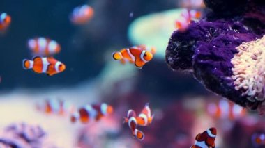 Pair of swimming clownfish in the anemone, colorful healthy coral reef. Couple of Anemonefish underwater. Underwater video from scuba diving on reef. Marine life. Nemo, tropical fish and corals.