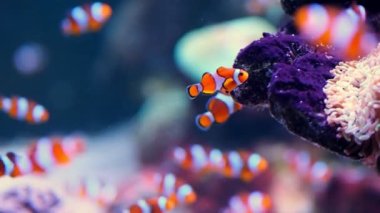 Pair of swimming clownfish in the anemone, colorful healthy coral reef. Couple of Anemonefish underwater. Underwater video from scuba diving on reef. Marine life. Nemo, tropical fish and corals.