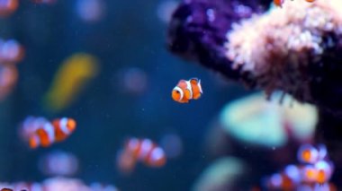 Pair of swimming clownfish in the anemone, colorful healthy coral reef. Couple of Anemonefish underwater. Underwater video from scuba diving on reef. Marine life. Nemo, tropical fish and corals.