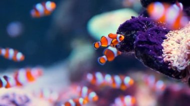 Pair of swimming clownfish in the anemone, colorful healthy coral reef. Couple of Anemonefish underwater. Underwater video from scuba diving on reef. Marine life. Nemo, tropical fish and corals.