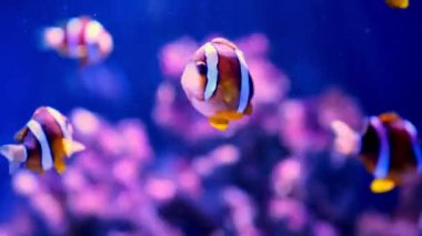 Pair of swimming clownfish in the anemone, colorful healthy coral reef. Couple of Anemonefish underwater. Underwater video from scuba diving on reef. Marine life. Nemo, tropical fish and corals.