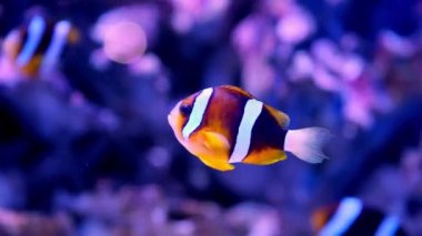 Pair of swimming clownfish in the anemone, colorful healthy coral reef. Couple of Anemonefish underwater. Underwater video from scuba diving on reef. Marine life. Nemo, tropical fish and corals.