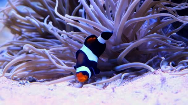 Pair Swimming Clownfish Anemone Colorful Healthy Coral Reef Couple Anemonefish — Stockvideo