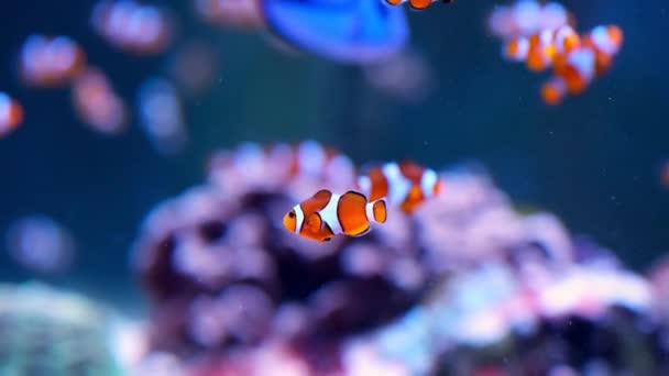 Para Pływających Klaunów Anemonie Kolorowa Zdrowa Rafa Koralowa Para Anemonefish — Wideo stockowe
