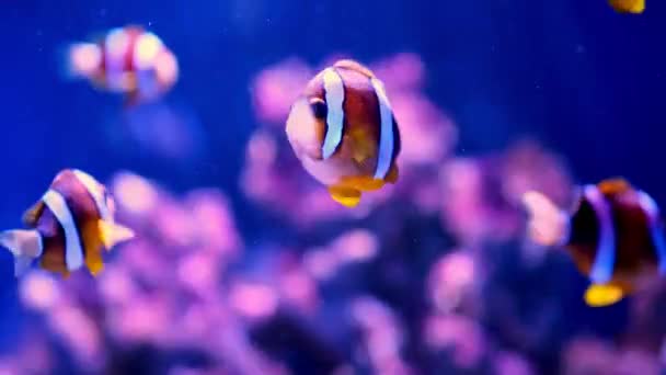 一对在海葵中游泳的小丑鱼 色彩艳丽 健康的珊瑚礁 一对夫妇的海葵鱼水下 水下录像是潜水在礁石上拍摄的海洋生物 热带鱼类和珊瑚 — 图库视频影像