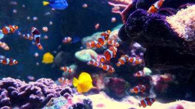 Renkli tropikal balıkların sualtı sahnesi