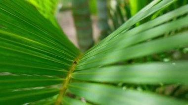 Summer landscape of the Dominican Republic palm island. Palm trees and sea 4k stock video footage. Paradise island with beautiful palm trees and a turquoise sea. Clean beach with no people.