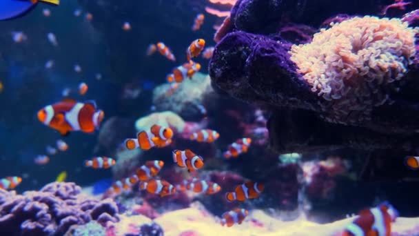 Подводная Сцена Красочных Тропических Рыб — стоковое видео