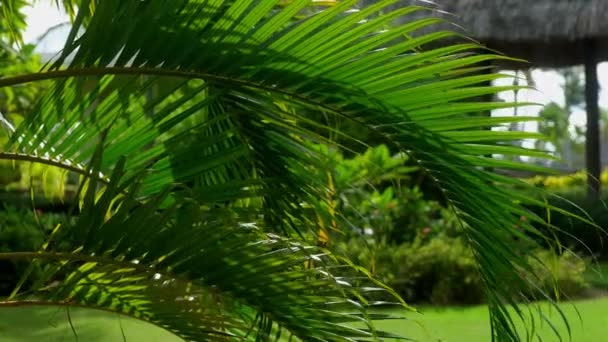 Summer Landscape Dominican Republic Palm Island Palm Trees Sea Stock — Stockvideo