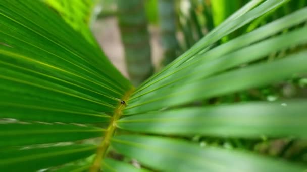 Summer Landscape Dominican Republic Palm Island Palm Trees Sea Stock — Stok video