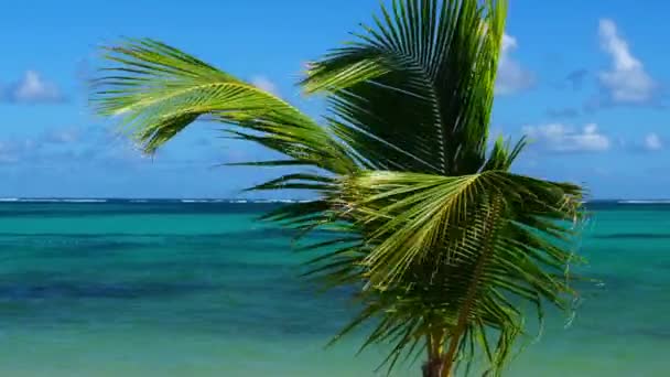 Paysage Estival Île Palmier République Dominicaine Palmiers Mer Images Vidéo — Video