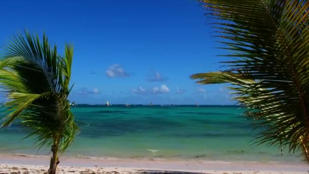 ドミニカ共和国のヤシの島の夏の風景 ヤシの木と海の4Kストックビデオ映像 美しいヤシの木とターコイズブルーの海のパラダイス島 人のいないきれいなビーチ — ストック動画