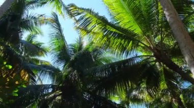 Summer landscape of the Dominican Republic palm island. Palm trees and sea 4k stock video footage. Paradise island with beautiful palm trees and a turquoise sea. Clean beach with no people.