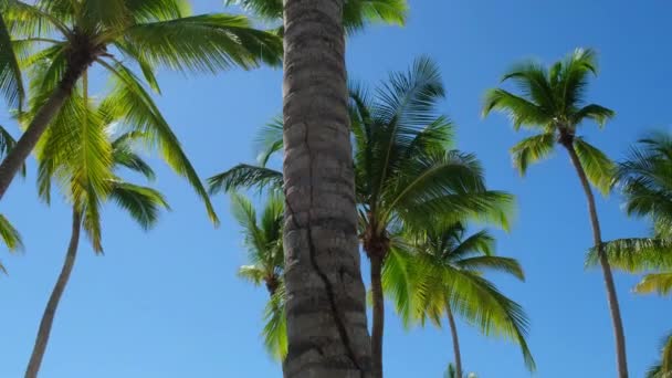 Летний Пейзаж Пальмового Острова Доминиканской Республики Пальмовые Деревья Морские Видео — стоковое видео