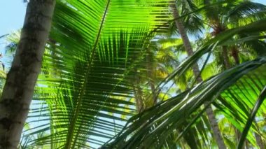 Summer landscape of the Dominican Republic palm island. Palm trees and sea 4k stock video footage. Paradise island with beautiful palm trees and a turquoise sea. Clean beach with no people.