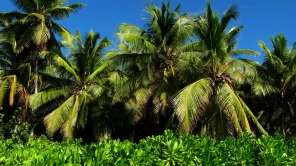 Літній Пейзаж Пальмового Острова Домініканської Республіки Palm Tree Sea Stock — стокове відео