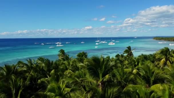 Summer Landscape Dominican Republic Palm Island Palm Trees Sea Stock — Vídeo de stock