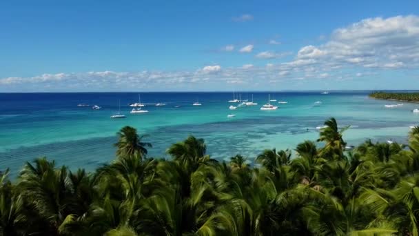Paysage Estival Île Palmier République Dominicaine Palmiers Mer Images Vidéo — Video