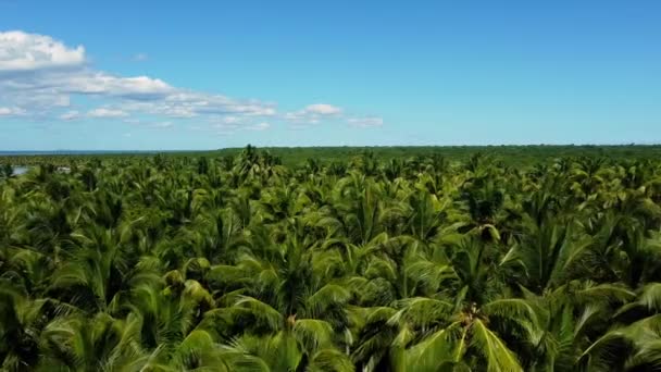 Летний Пейзаж Пальмового Острова Доминиканской Республики Пальмовые Деревья Морские Видео — стоковое видео