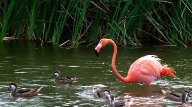 Flamingolar veya flamingolar Phoenicopteridae familyasından Phoenicopteridae familyasından bir kuş türü..