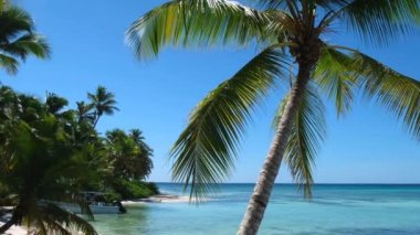 Summer landscape of the Dominican Republic palm island. Palm trees and sea 4k stock video footage. Paradise island with beautiful palm trees and a turquoise sea. Clean beach with no people.