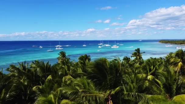 多米尼加共和国棕榈岛的夏季景观 棕榈树和海4K股票视频镜头 天堂岛 有美丽的棕榈树和碧绿的大海 没有人的干净海滩 — 图库视频影像