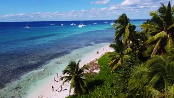 Summer Landscape Dominican Republic Palm Island Palm Trees Sea Stock — Video Stock