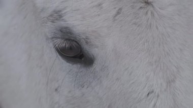 The eyes of a white, beautiful horse