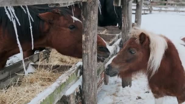 Horses Grazing Beautiful Brown Stallions Eating Hay Farm — Stock Video