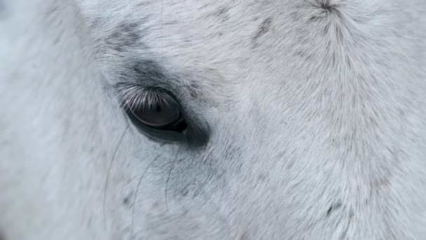 Zpomalený Pohyb Zblízka Očima Bílého Koně Skrz Mříže — Stock video