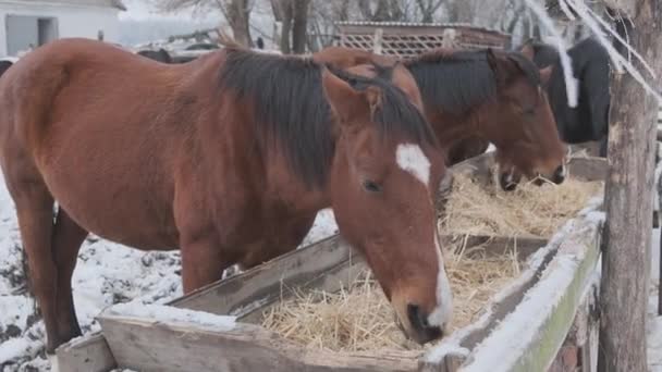 Konie Pasą Się Piękne Brązowe Ogiery Jedzące Siano Farmie — Wideo stockowe