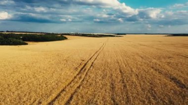 Hava sineması klibi: İHA gün batımında buğday tarlasında uçuyor. Drone sarı tarım buğday tarlası üzerinde uçuyor. Bir buğday tarlasının güzel yaz manzarası. Çiftlik buğday tarlasının üst görüntüsü.