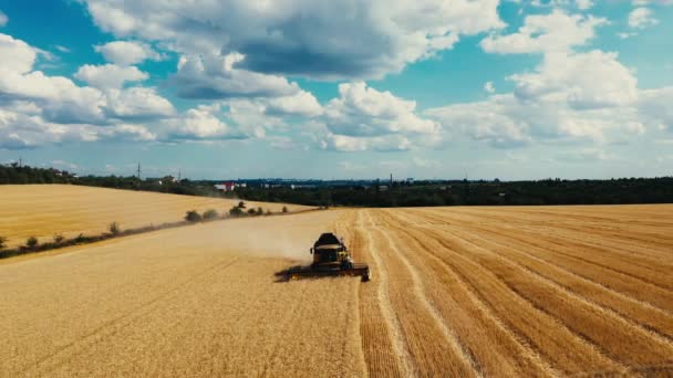 Аерофотозйомка Зернозбиральної Пшениці Прекрасне Пшеничне Поле Заході Сонця Комбайн Працює — стокове відео
