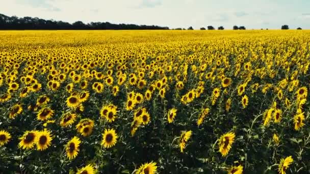 Aerial Pohled Kvetoucí Slunečnice Pole Rostlina Přírodní Zemědělství Pole Slunečnice — Stock video
