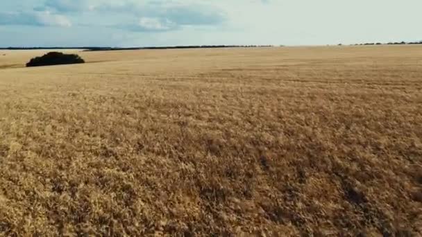 Aerial Cinematic Clip Drone Flyger Över Ett Vetefält Solnedgången Drönaren — Stockvideo
