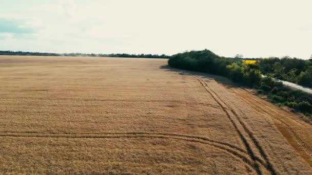 Clipe Cinematográfico Aéreo Drone Voando Sobre Campo Trigo Durante Pôr — Vídeo de Stock