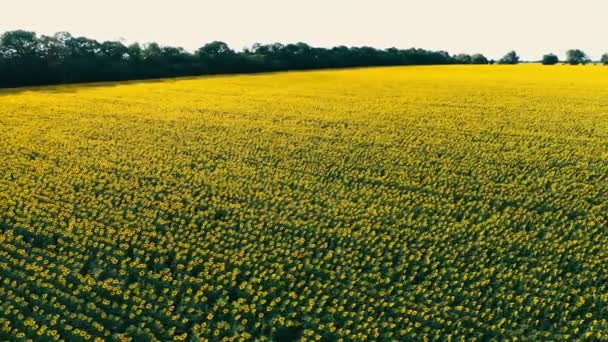 Aerial View Flowering Sunflowers Girassol Field Plant Natural Agriculture Field — Vídeo de Stock