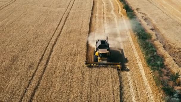 Вгорі Вниз Видно Машини Які Працюють Пшеничному Полі Комбінована Сільськогосподарська — стокове відео