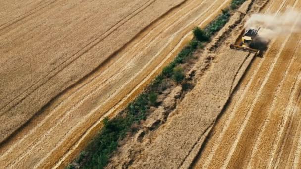 Aerial View Combine Harvester Harvesting Wheat Beautiful Wheat Field Sunset — Stock Video