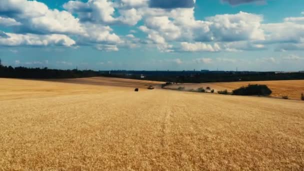 Aerial View Combine Harvester Harvesting Wheat Beautiful Wheat Field Sunset — Stock Video